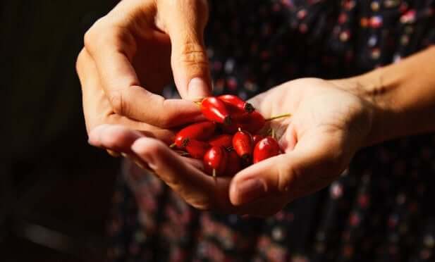 Cupped hands holding vibrant red rosehip berries for organic skincare