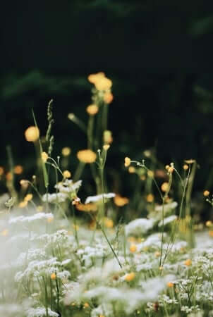 Delicate white wildflowers blooming in natural meadow for sensitive skin skincare