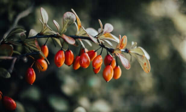 Fresh rosehip berries growing on branch in natural sunlight for skincare oil