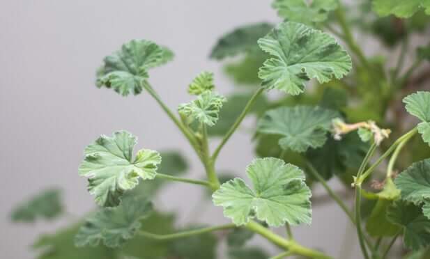 Fresh green herb leaves with serrated edges growing naturally