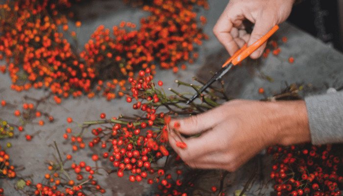 Hands using orange scissors to trim fresh rosehip branches with bright red berries for Christmas wreath making