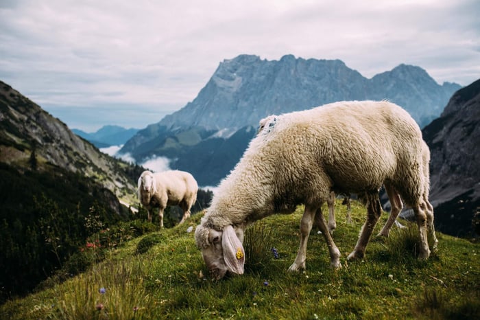 Sheep grazing on mountain pasture with dramatic alpine peaks in background, illustrating natural lanolin source