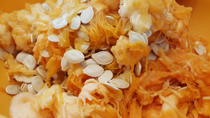 Golden pumpkin seed pulp with white seeds scattered throughout for skincare oil extraction