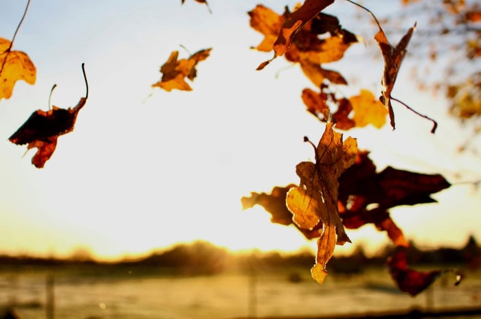 Golden autumn leaves backlit by warm sunlight against soft cloudy sky, highlighting seasonal skin sensitivity triggers