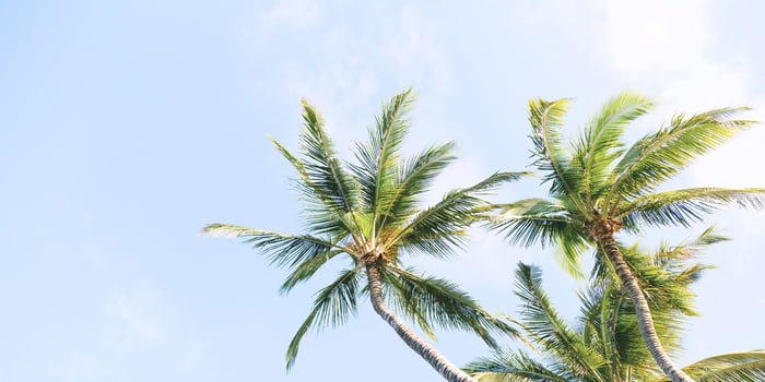 Tropical palm trees swaying against a clear blue sky, symbolizing natural coconut-derived ingredients