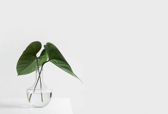 Fresh green plant leaves in clear glass vase with water against minimalist white background
