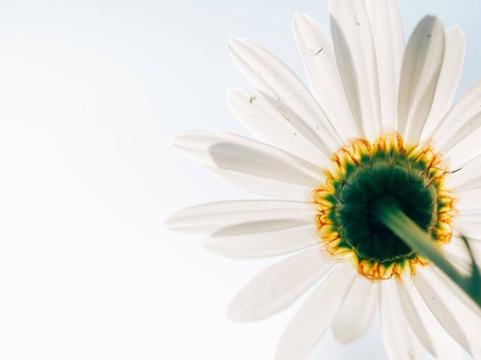 Close-up of white daisy flower with yellow center showing natural botanical ingredients used in clean skincare