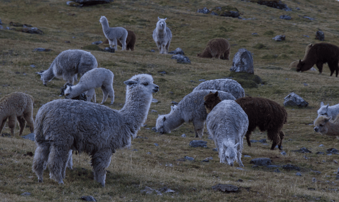 alpaca