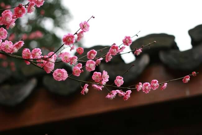 hangzhou-botanic-garden-plum-blossom