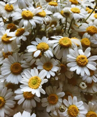 Fresh chamomile flowers with white petals and yellow centers, a gentle botanical ingredient for sensitive eczema-prone skin