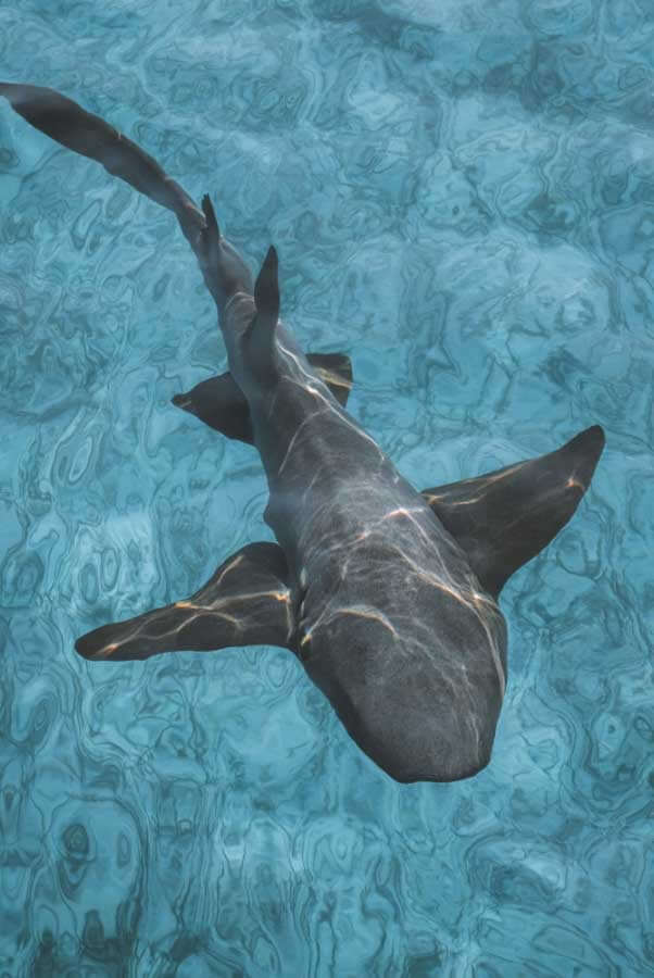 shark
