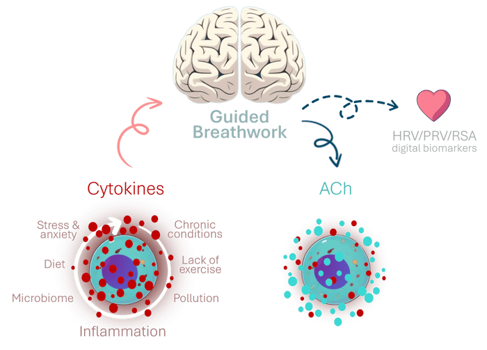 seesaw-acetylcholine-ach-breathwork-inflammation.png