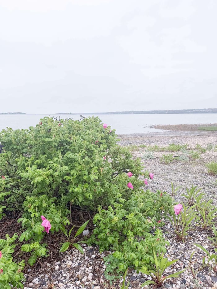 a beach view with flowers