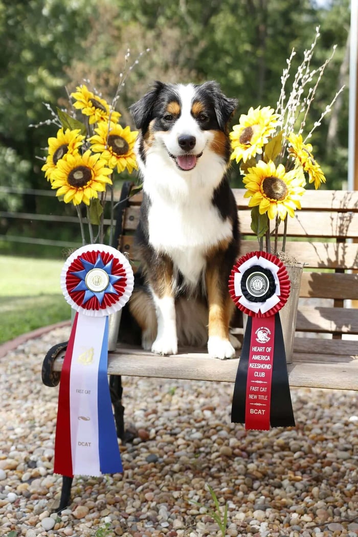 Magic the dog posing with her Chatham and Dutchess Rosette awards from Hodges Badge Company.