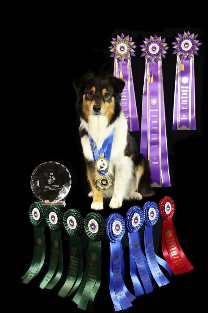 Meeka the dog posing with her Sunburst and Regent Rosette awards from Hodges Badge Company.