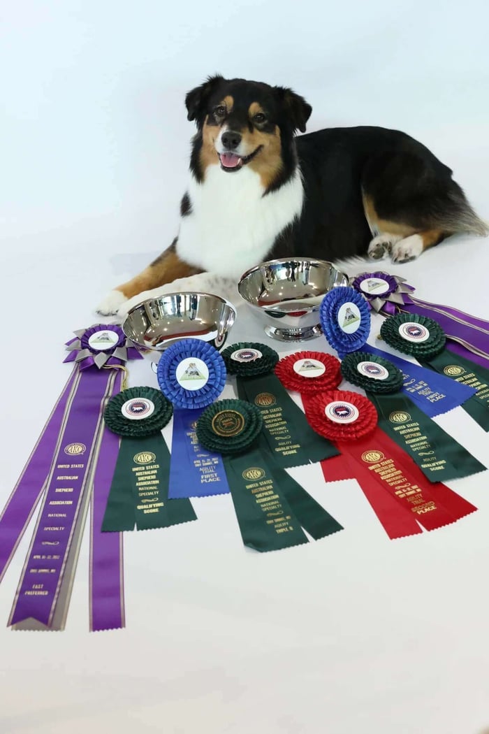 Meeka the dog posing with her Sunburst and Regent Rosettes and silver Revere bowls from Hodges Badge Company.
