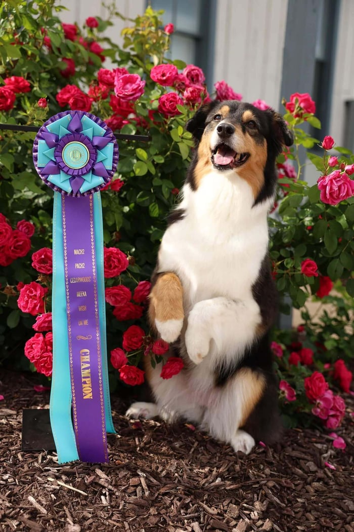 Meeka the dog posing with her champion Kennet Rosette award from Hodges Badge Company.