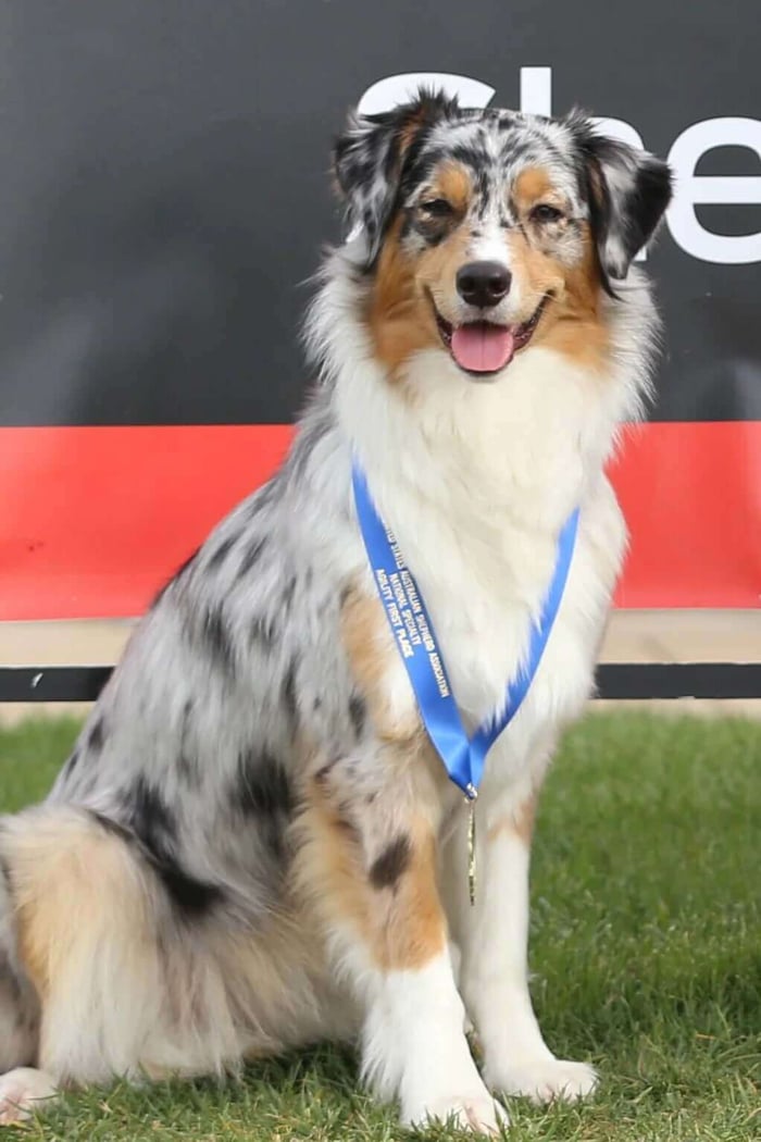 Melia the dog posing with her medal award from Hodges Badge Company.