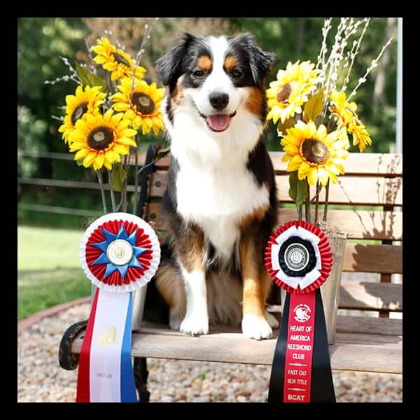 2024 Dog Show Catalog Cover Contest Winner