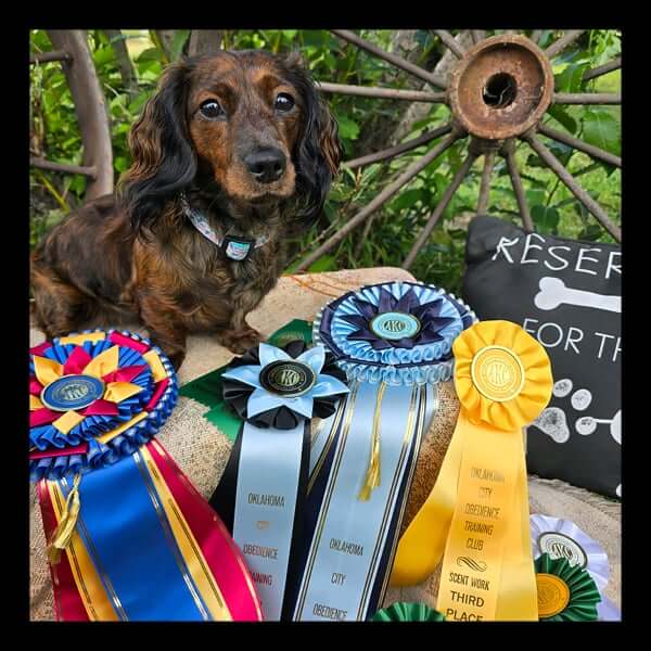 2025 Dog Show Catalog Cover Contest Winner