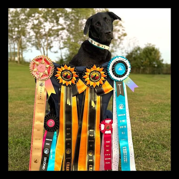 2026 Dog Show Catalog Cover Contest Winner