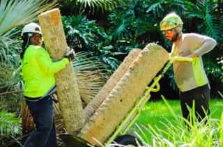 Certified Arborists in Orlando