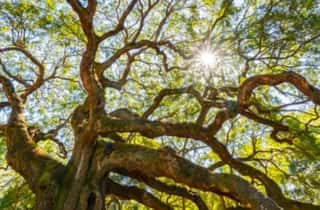 Laurel Oak Orlando