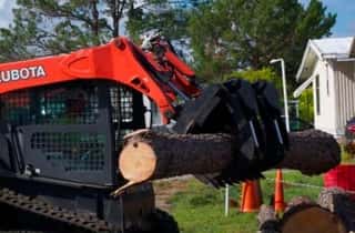 Orlando Oak Tree Removal