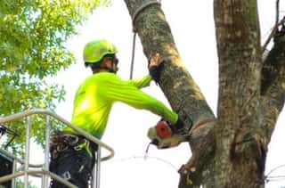 Orlando Tree Pruning