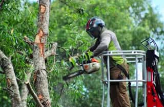 Orlando Tree Trimming