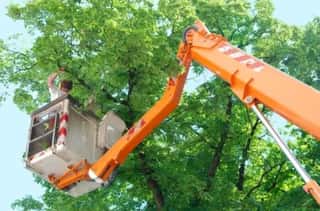 Orlando Storm Pruning