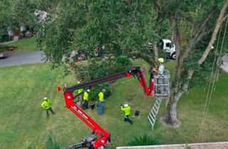 Florida Spring Tree Health Checklist
