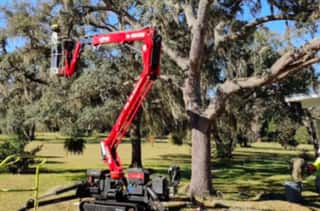 Orlando Tree Pruning