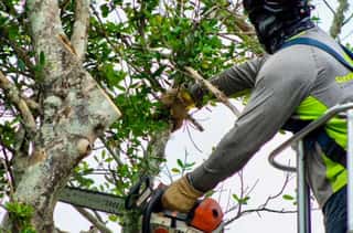 Orlando Tree Trimming