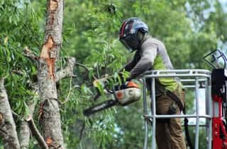 Orlando Winter Tree Pruning