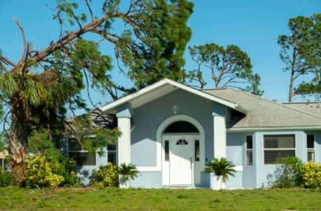 Hurricane Season Tree Preparation Orlando