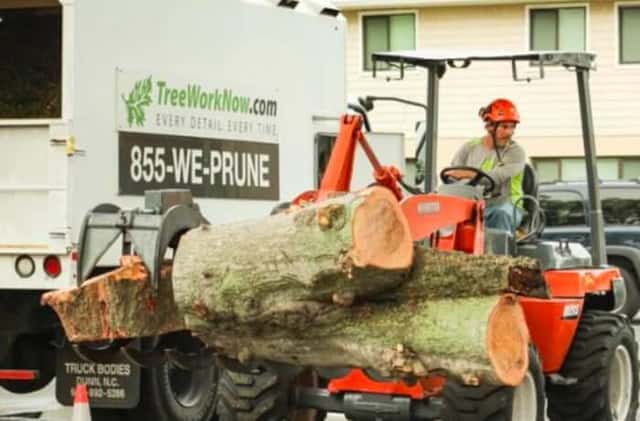 Native Trees of Orlando