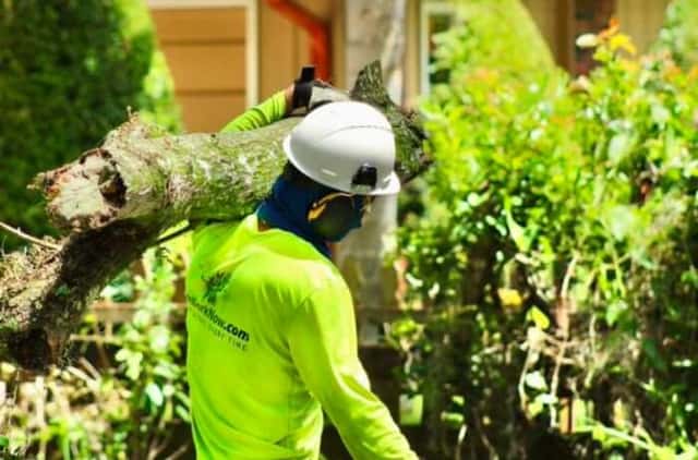 Tree Pruning in Orlando