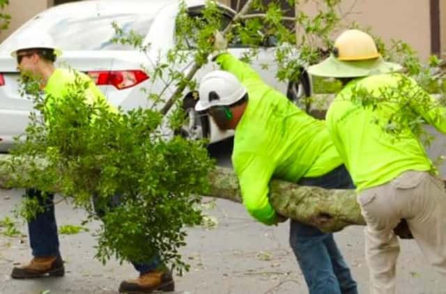 Tree Watering Guidelines in Orlando