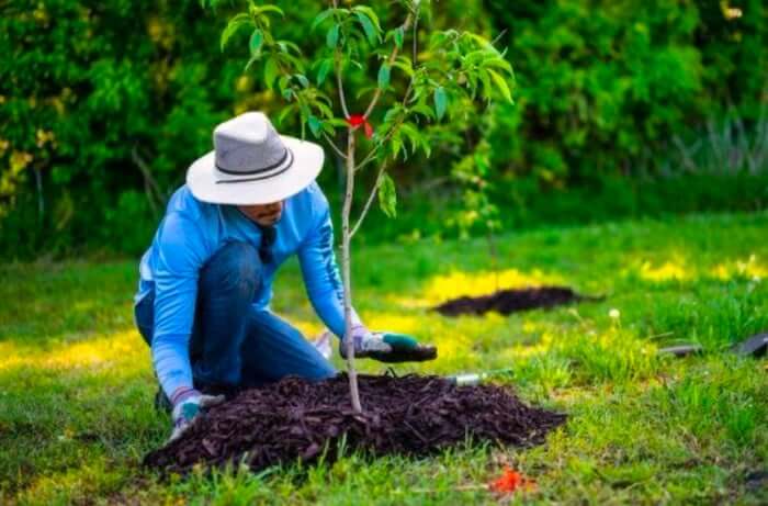 Arbor Day in Orlando