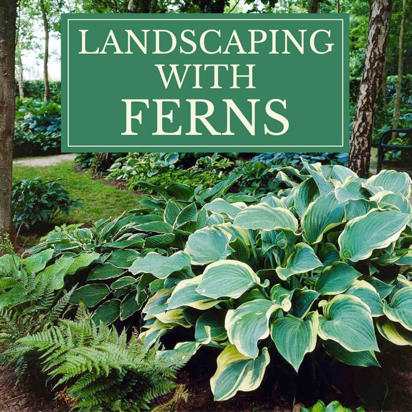How to Use Ferns in Your Garden or Landscape