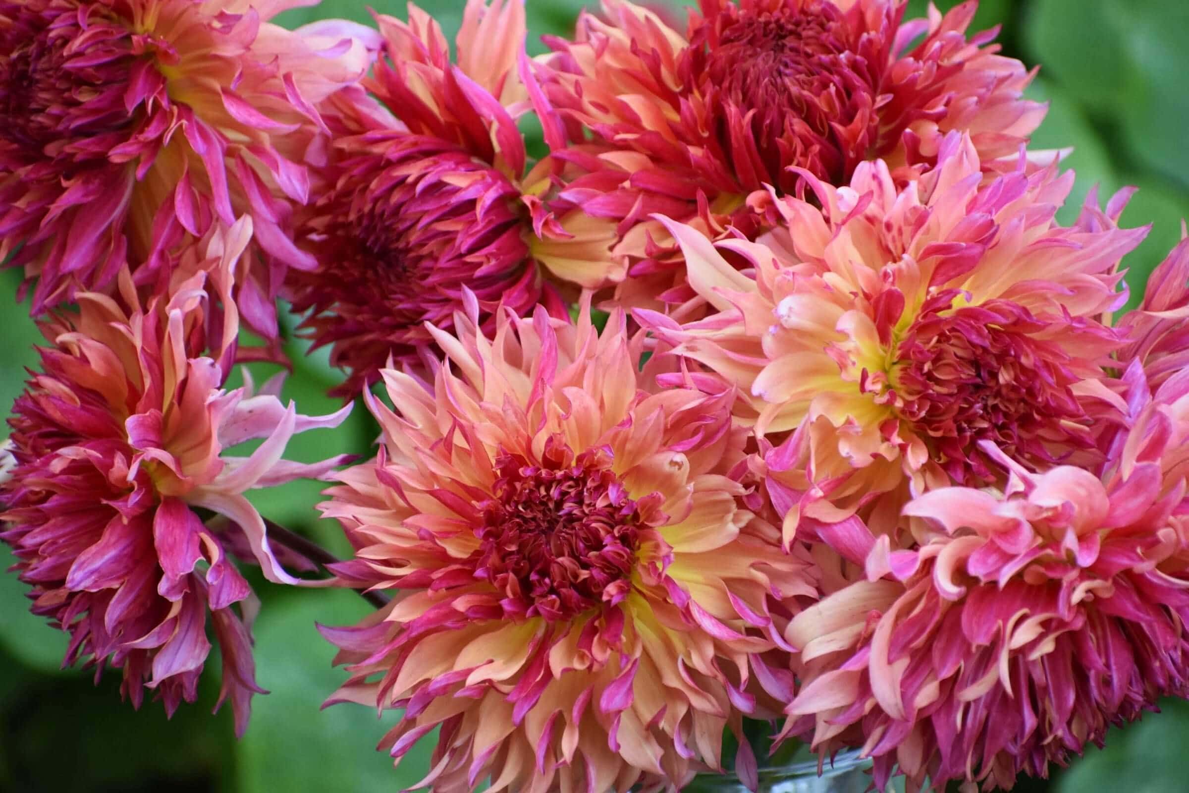 Dahlia Flower Forms for the garden and vase Longfield Gardens