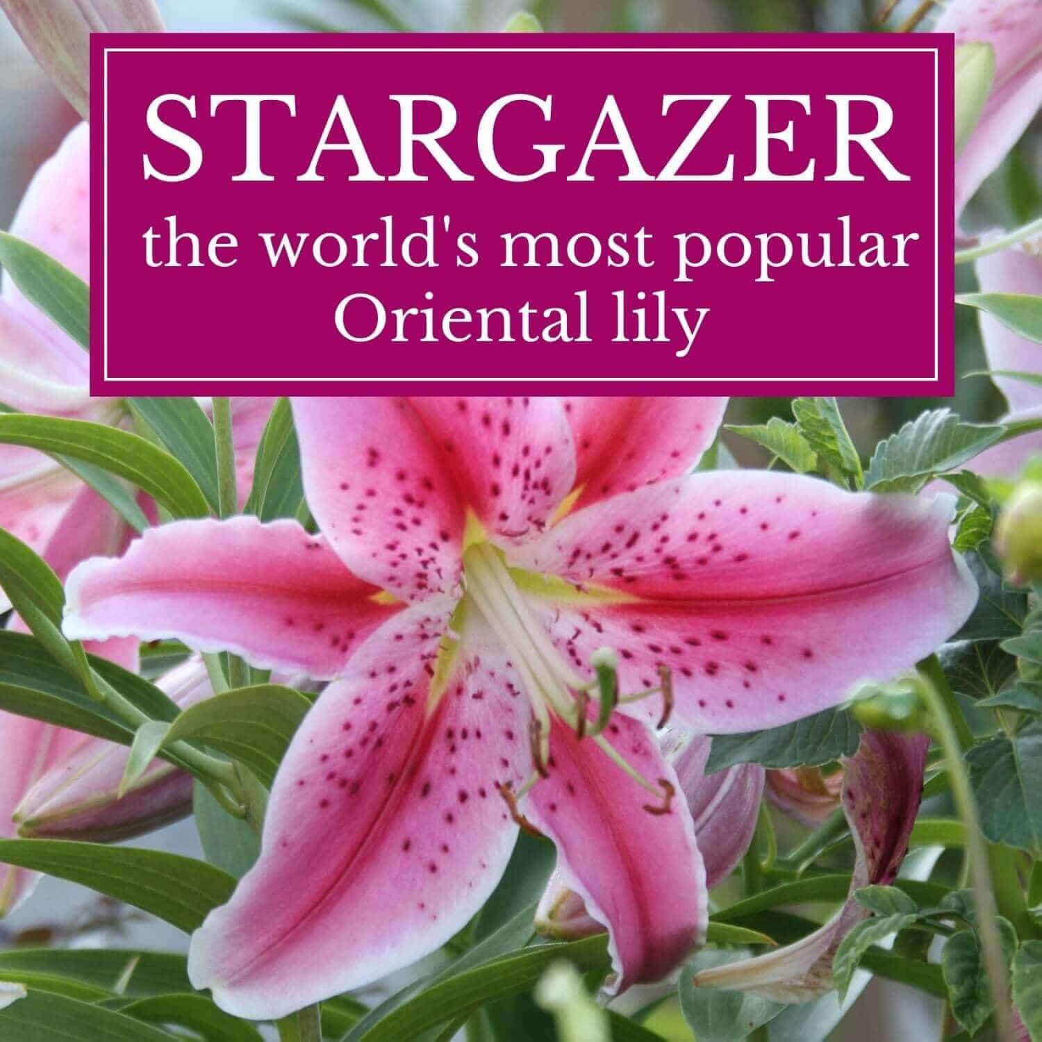 Why is Stargazer the World's Most Popular Lily?
