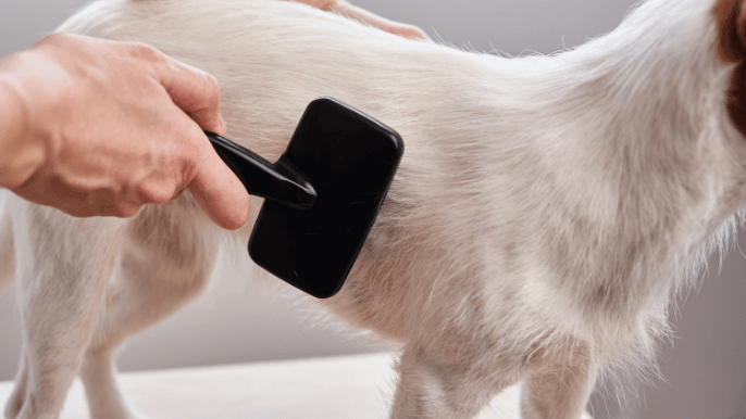Dog brushing frequency by coat type