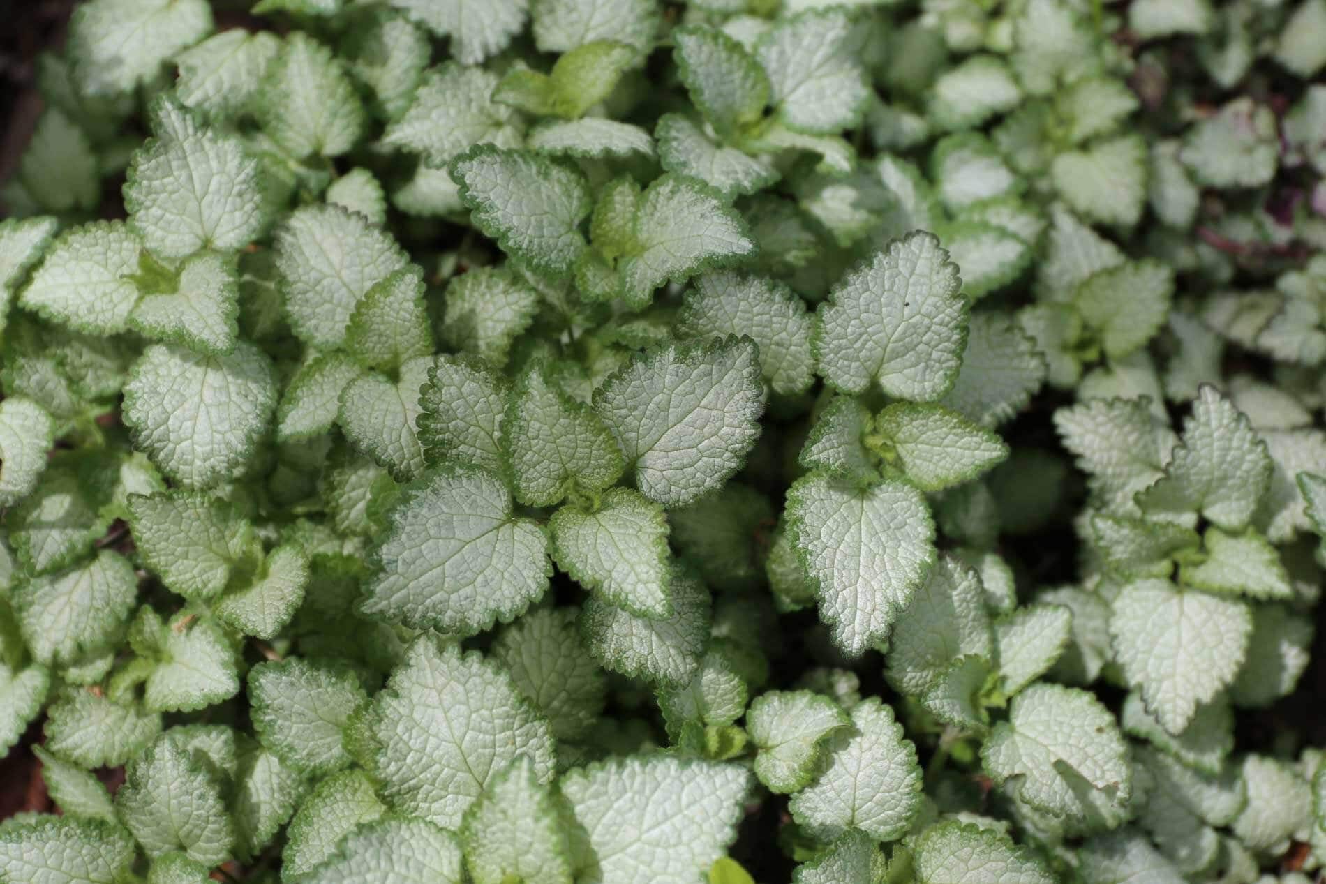 best ground covers for shade - Longfield Gardens
