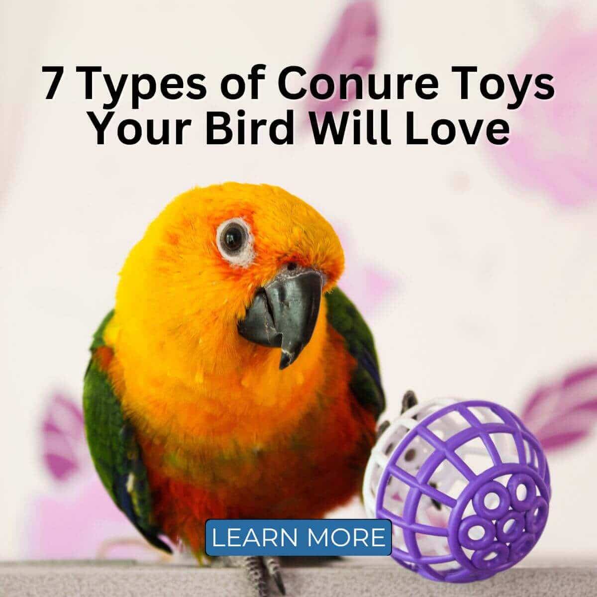 7 Types of Conure Toys Your Bird Will Love