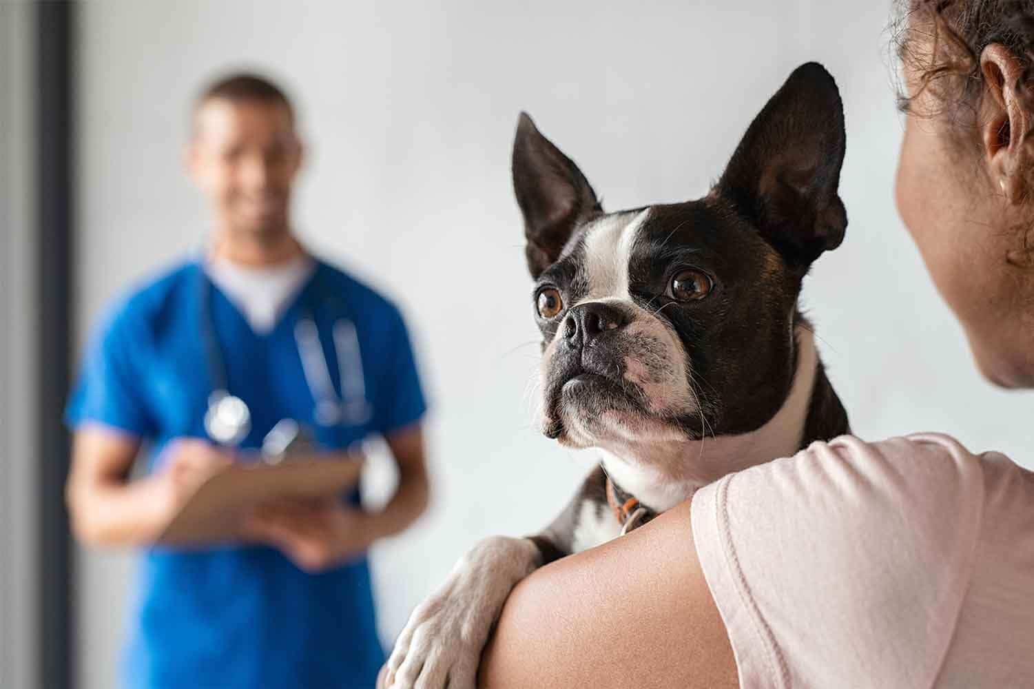 Benefits of Spaying or Neutering your Dog