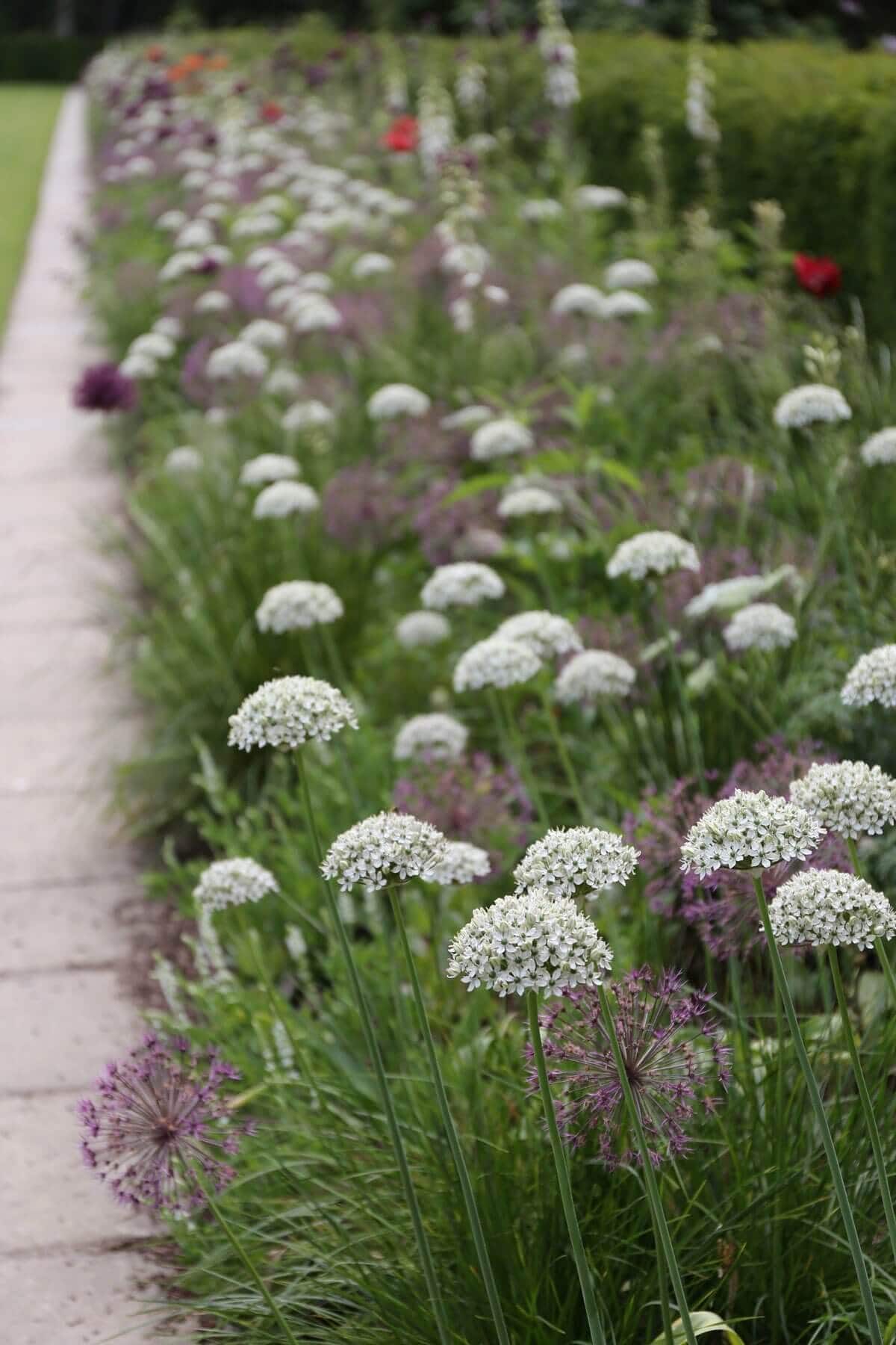 How-to-Combine-Alliums-With-Perennials-Longfield-Gardens
