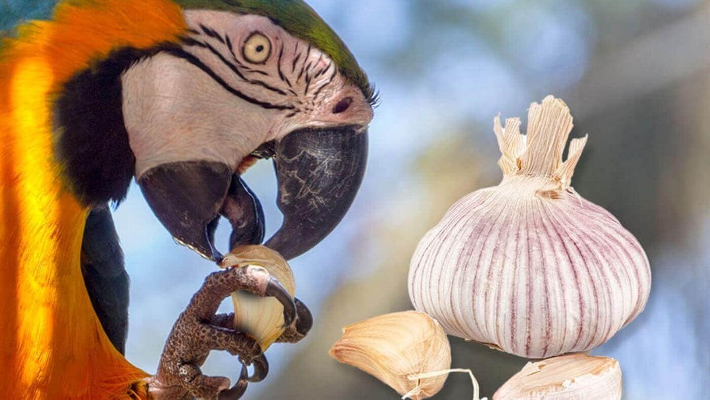 Can Parrots Eat Garlic?