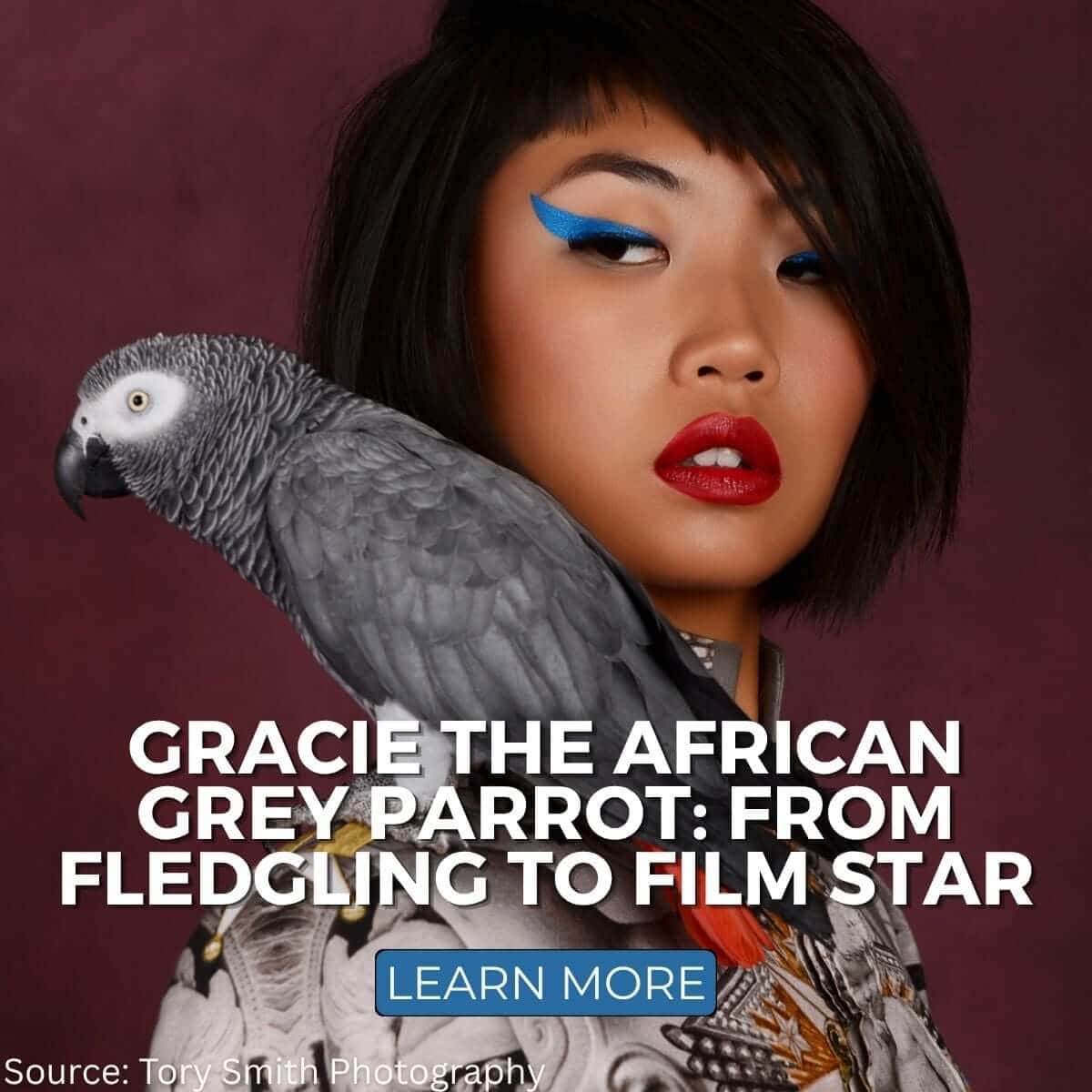 Gracie The African Grey Parrot: From Fragile Fledgling To Film And TV Star